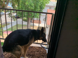 Extra Large Dog Litter and Tray for Balcony or Patio, NO Washing!