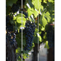 1" x 48" x 72" Multi Color Wood Canvas Wine Country Screen