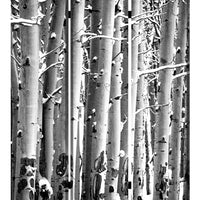 48" X 72" Multi-Color Wood Canvas Birch Screen
