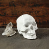 White Ceramic Skull Sculpture