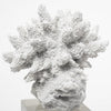 10" White Contempo Coral and Glass Sculpture