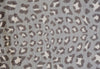 2' x 3' Gray and Brown Cheetah Washable Floor Mat